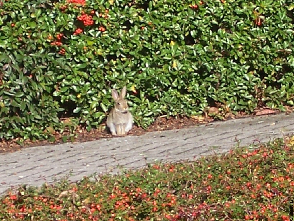 Photo de la Plaine #2