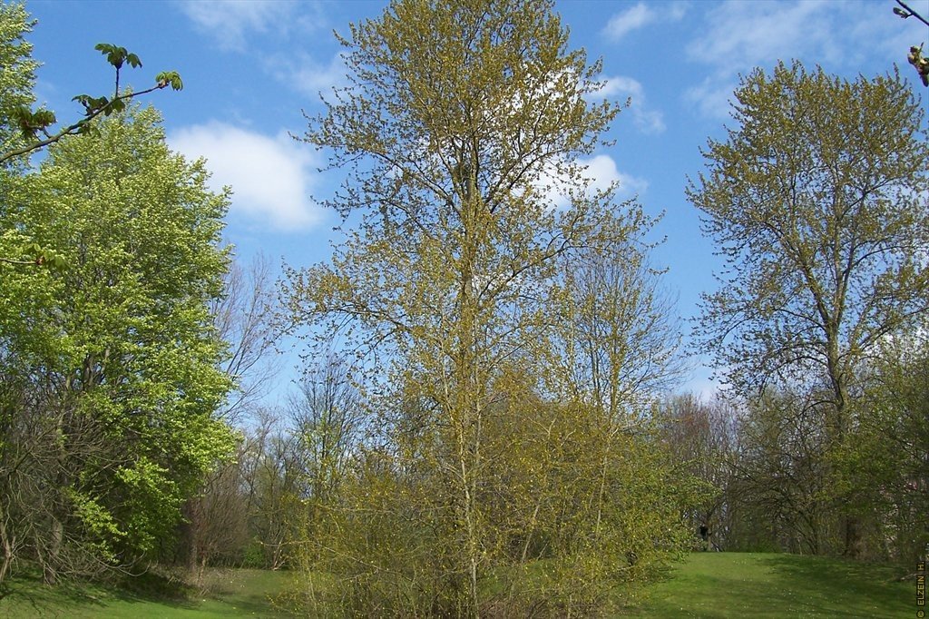 Photo de la Plaine #9