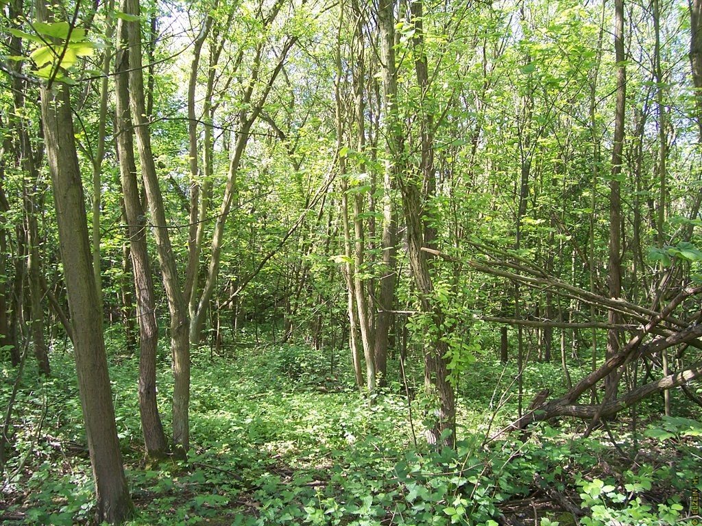 Photo de la Plaine #54