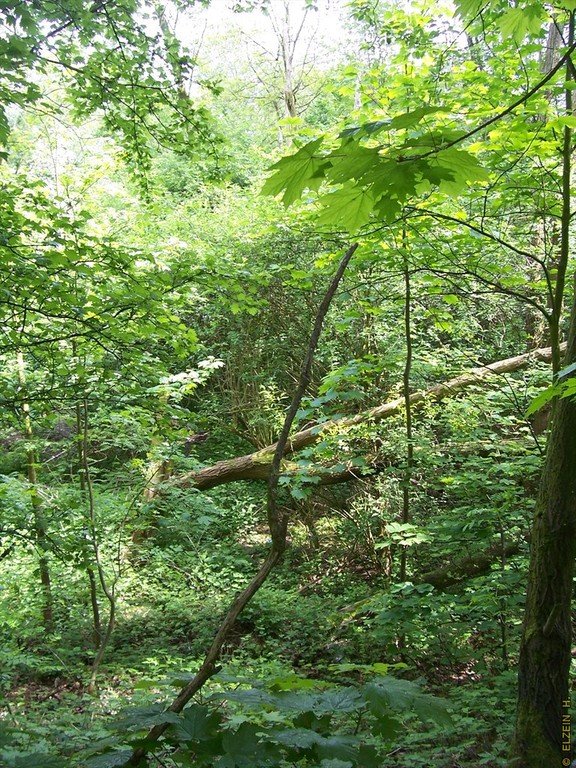 Photo de la Plaine #59