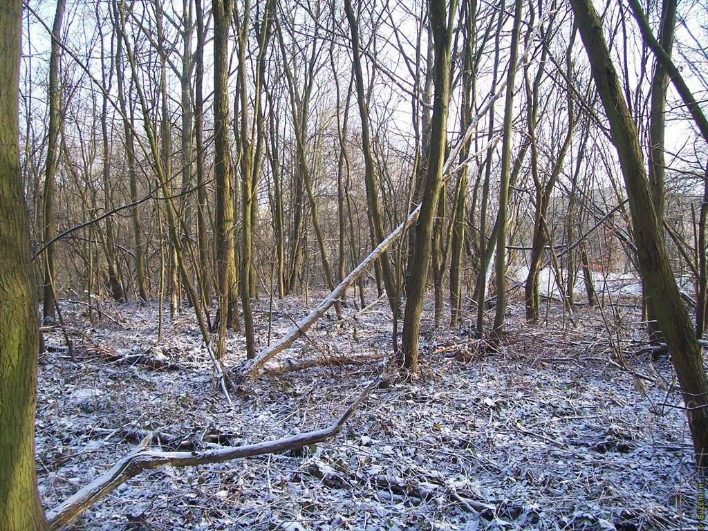 Photo de la Plaine #63