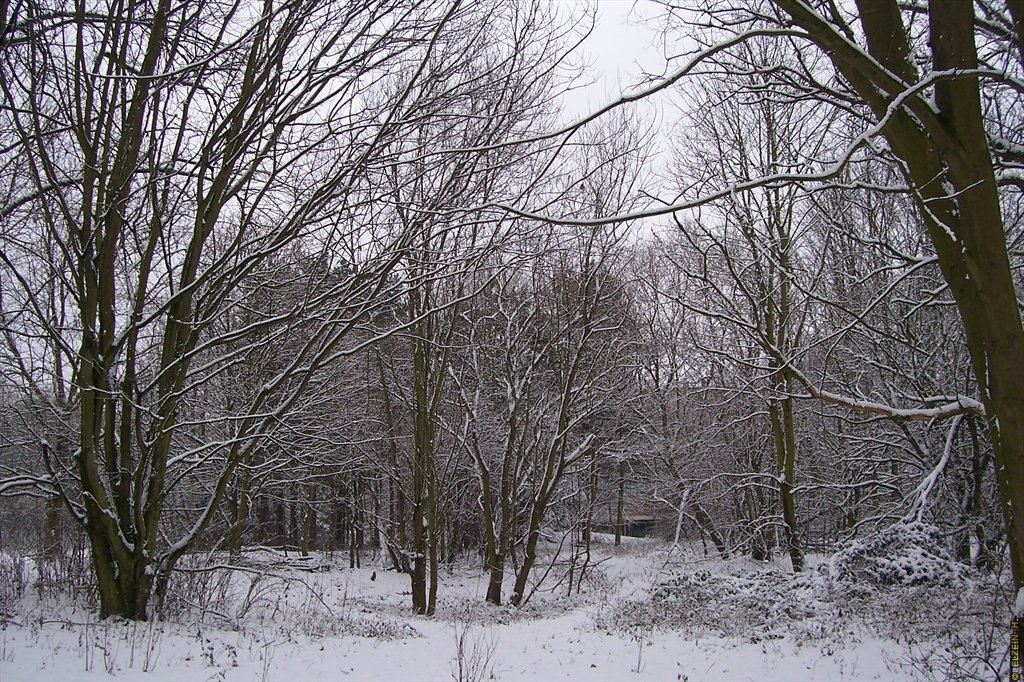 Photo de la Plaine #80