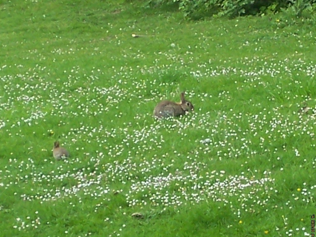 Photo de la Plaine #125