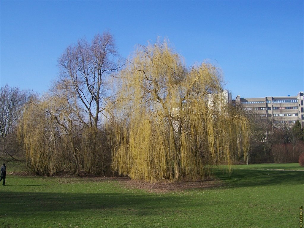 Photo de la Plaine #129